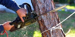 Best Arborist Consultation Services  in Peoria Heights, IL