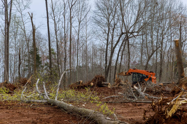 Best Residential Tree Removal  in Peoria Heights, IL