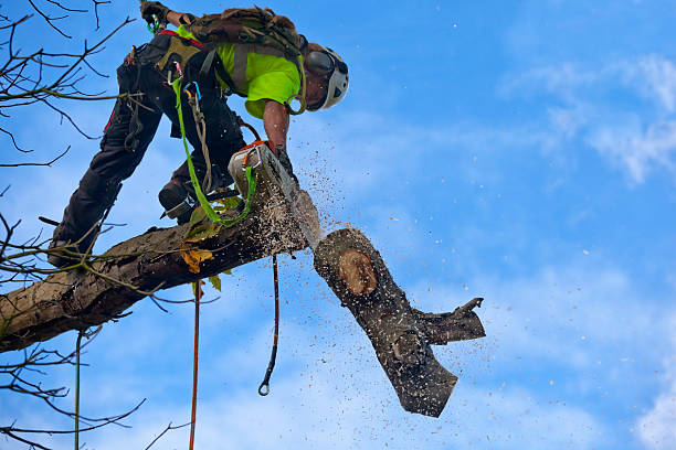 Best Commercial Tree Services  in Peoria Heights, IL